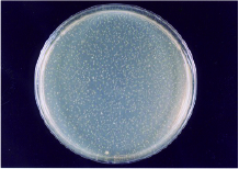 MRSA 保存20分後 検体噴霧あり