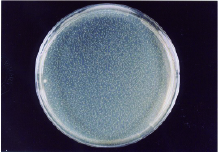 MRSA 保存24時間後 検体噴霧あり